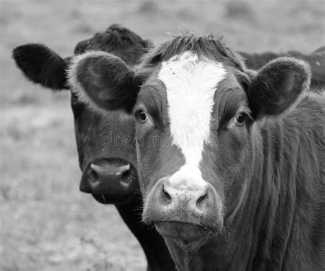 Simmental Is One Of The Oldest And Most Recognized Cattle Breeds Stock