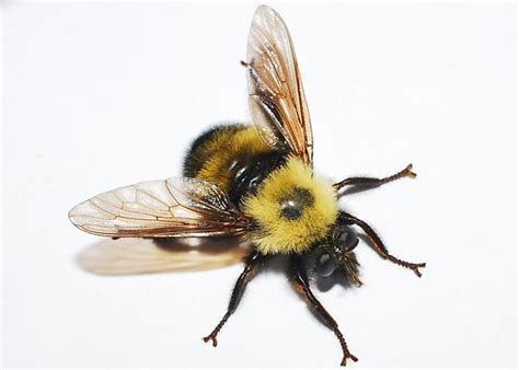 Laphria Thoracica Laphria Thoracica Bugguidenet