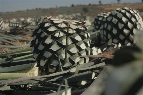 All About Agave Tequila - Made from Agave in Mexico