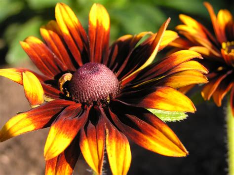 Купить семена Рудбекия Rudbeckia Cordoba в Москве: доставка семян по ...