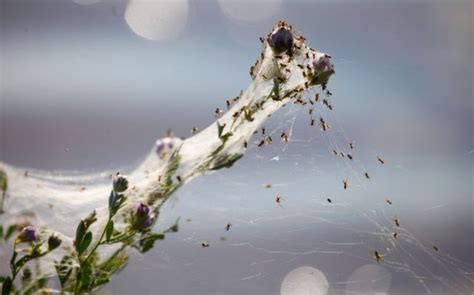 Spider Invasion in Australia (9 pics) - Izismile.com