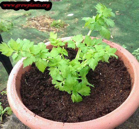 Celery plant - How to grow & care