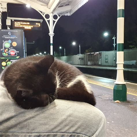 The Gipsy Hill Cat (@TheGipsyHillCat) / Twitter