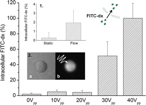 Transmembrane Transfer Of Fitc Dextran Kda Induced By Ca Free