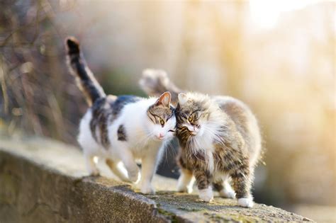 fvrcp for cats 10