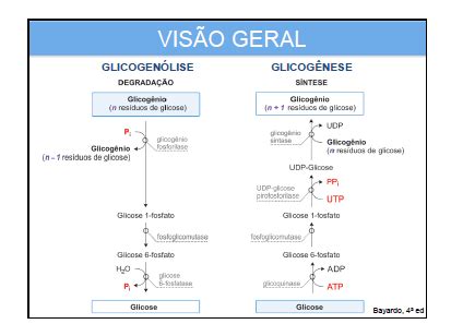 Glicogenolise Glicogenese - Etapas De Glicogenolise