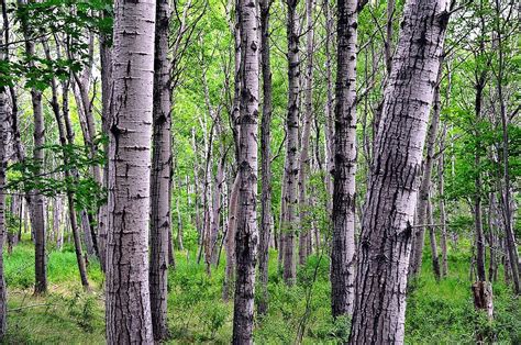 Birches Acadia National Park Photograph By Brian Kaufmann Fine Art