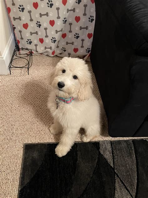 Do F1b Goldendoodle Puppies Shed