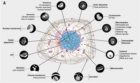 Science：首次揭示蛋白组亚细胞结构定位地图前沿新浪博客