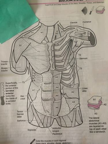 Muscles That Move Upper Extremities Flashcards Quizlet