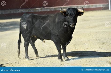 Toro Nero In Spagna Contro Il Bullring Immagine Stock Immagine Di