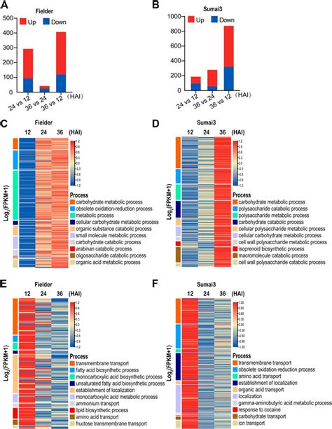 Frontiers Comparative Transcriptomics Identifies The Key In Planta