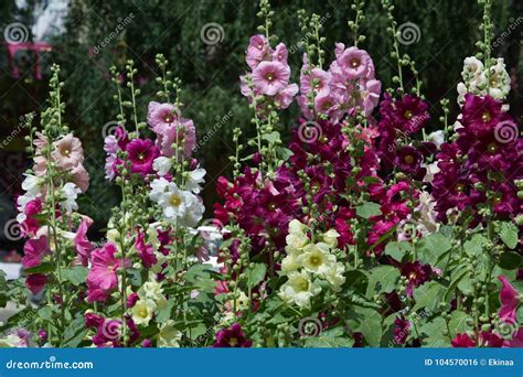 Flores Da Malva Uma Planta Herb Cea As Hastes Peludos Cor De Rosa