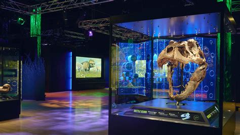 A new museum exhibit for linn rex will open to the public soon 28
