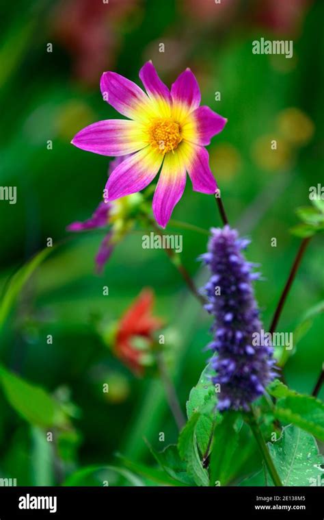 Dahlia Bright Eyespurple Pink Yellow Dahliasagastache Black Adder