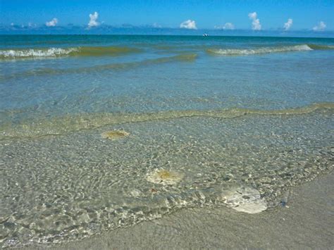 Sand Dollar Days I Love Shelling