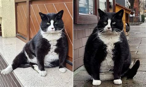 Fat Cat Becomes Polish City S Top Rated Tourist Attraction Daily Mail