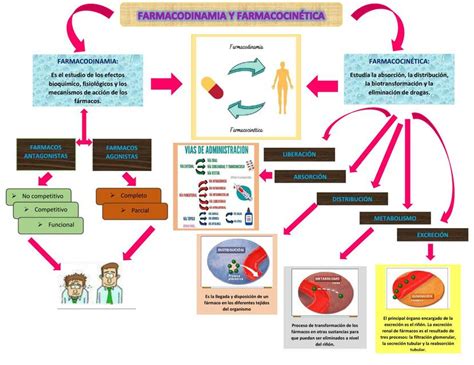 Organizador Visual De La Farmacolog A Maria Isabel Bermeo Alarcon Udocz