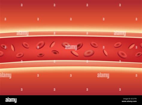 Blood Vessel Diagram Hi Res Stock Photography And Images Alamy