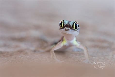 Pachydactylus Rangei Maxime Briola Flickr