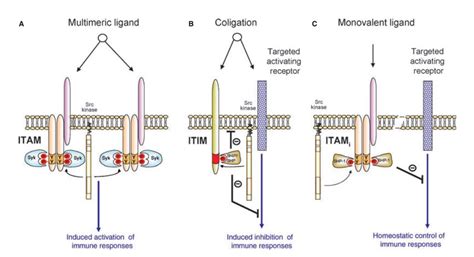 Itimitam Immunoreceptors And Related Molecules Creative Diagnostics