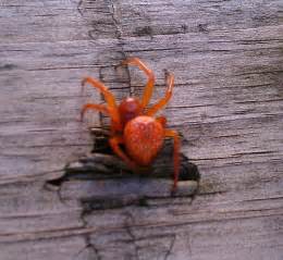 Orange Spider Araneus Iviei Bugguidenet