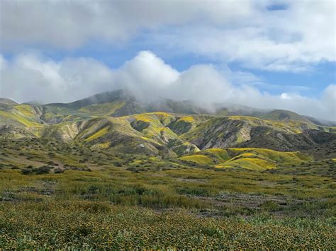 Making The Bloom At Carrizo Plain Even More Super River Partners