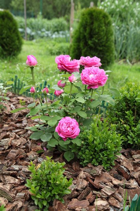 Best Winter Mulch For Roses For Protection And To Retain Moisture