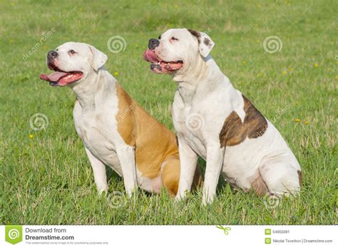 Two American Bulldogs Stock Image Image Of Nature Mammal 54955081