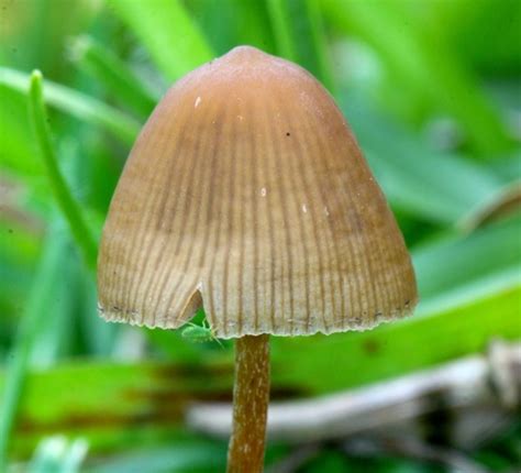 Pajarito Psilocybe Mexicana Inaturalist Mexico