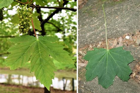 Platanus X Acerifolia Platano Comune Un Albero Al Giorno