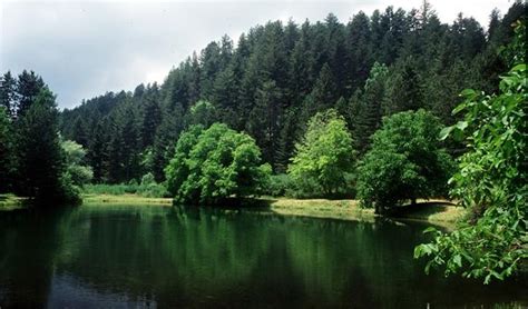 Il Parco Nazionale Della Sila Patrimonio Dell Unesco Il Quotidiano