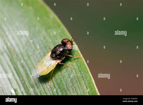 insects  plant   wild stock photo alamy