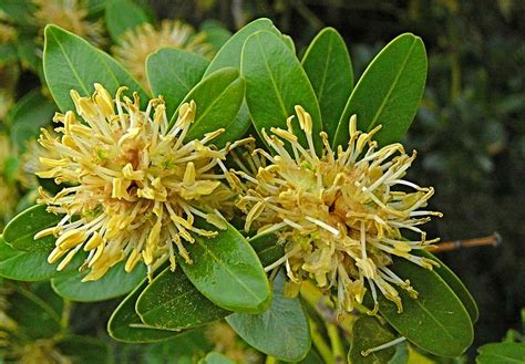 Самшит - посадка и уход в саду.