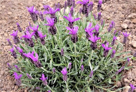 Details Tipos De Lavanda Comestible Abzlocal Mx