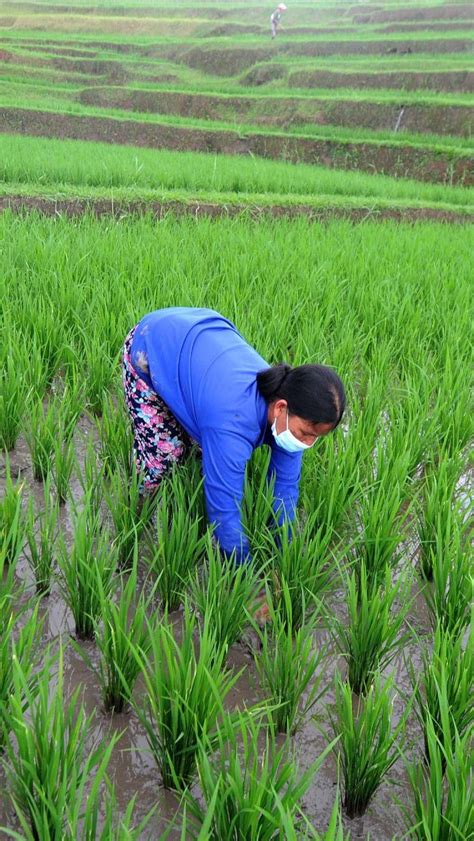 Tanam Padi Dimulai Sejak Tahun Lalu Dilakukan Pertama Kali Oleh