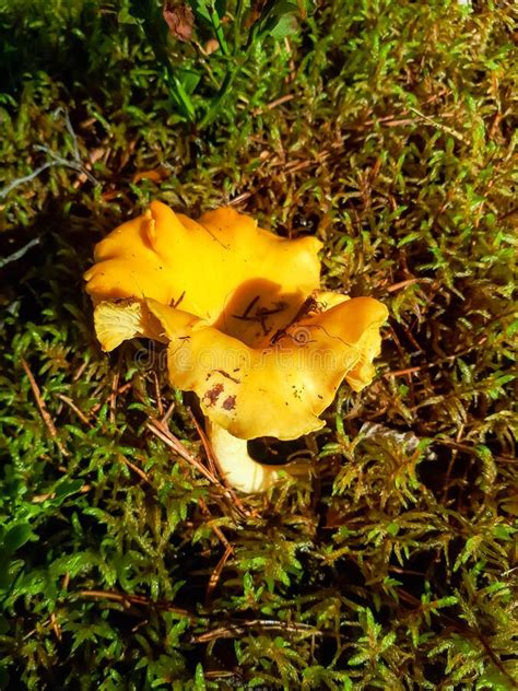 Big Yellow Chantarelle Mushroom On The Forest Ground Mushrooms In The