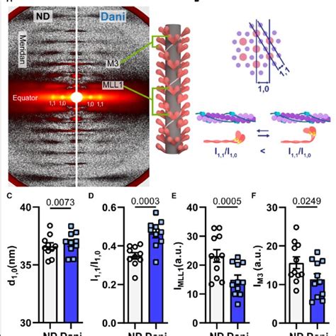 Fifty Micromolar Danicamtiv Dani Partially Activated The Thick