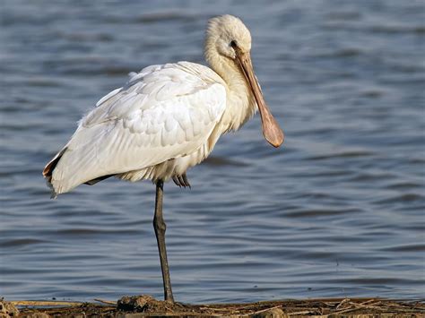 Spoonbill Bird Facts (Platalea leucorodia) | Birdfact