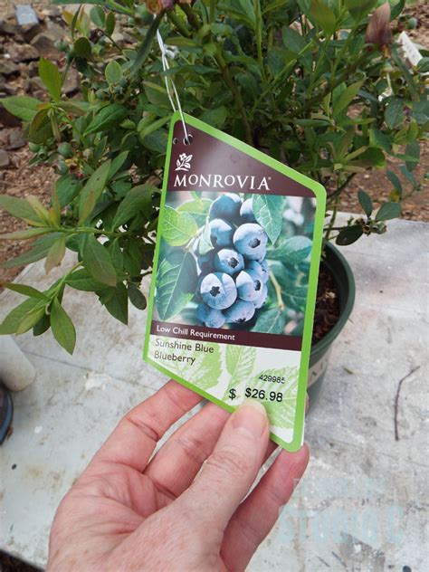 Grow a Beautiful Garden with Plants from Monrovia