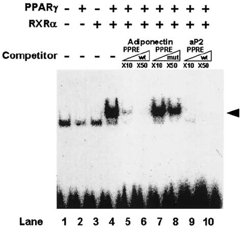 Speci Fi C Binding Of Ppar Rxr Heterodimer To The Ppre In