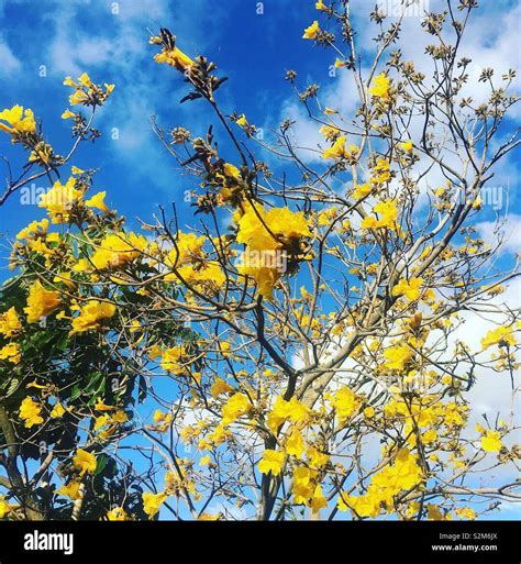 Yellow Flowering Tree Australia Stock Photos & Yellow Flowering Tree ...