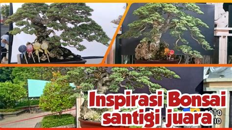 Inspirasi Bonsai Santigi Juara YouTube