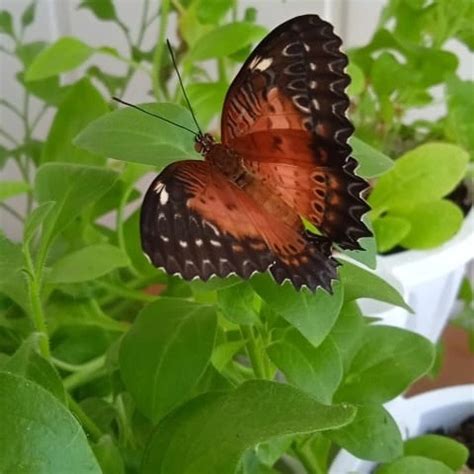 #Бабочка Нимфалида Cethosia biblis Выращивание из куколок и уход: Миша ...