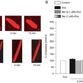 Effect Of Ber On Mitochondrial Ca Ca M Overload In Rhod