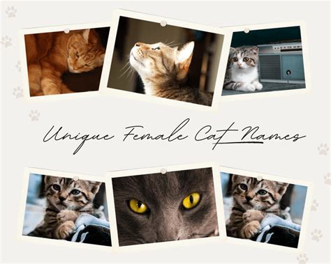 A Comprehensive Guide to Unique Female Cat Names - Raisecat