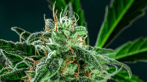 What Are Trichomes And The Different Stages Of Trichome Development