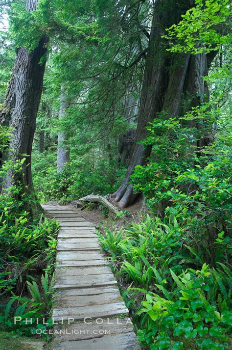 Rainforest Trail In Pacific Rim Np Photo Stock Photo Of Rainforest