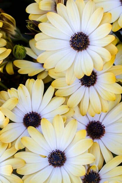 Cierre De La Vista De Las Hermosas Flores Blancas De Osteospermum