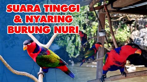 Bikin Merinding Suara Tinggi Nyaring Burung Nuri Kepala Hitam Khas